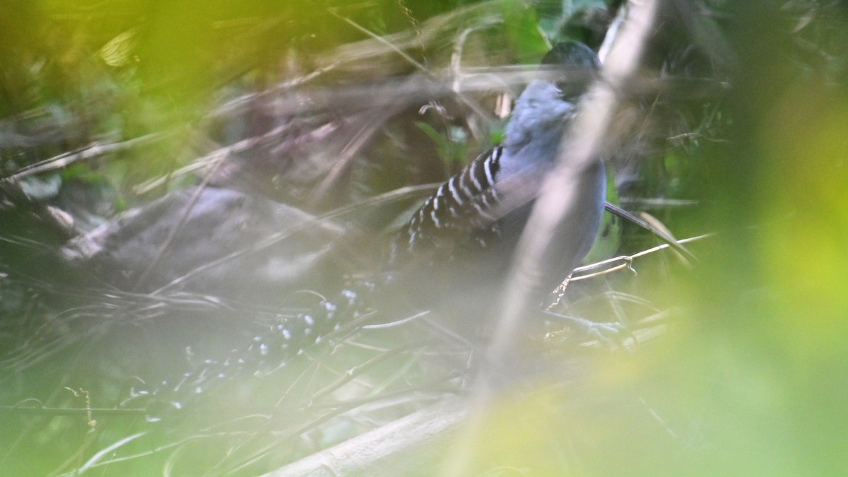 Giant Antshrike - ML643546173
