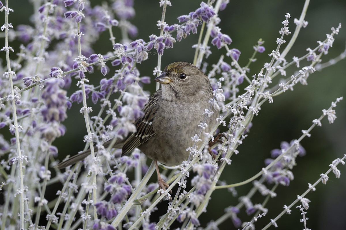Golden-crowned Sparrow - ML643546175
