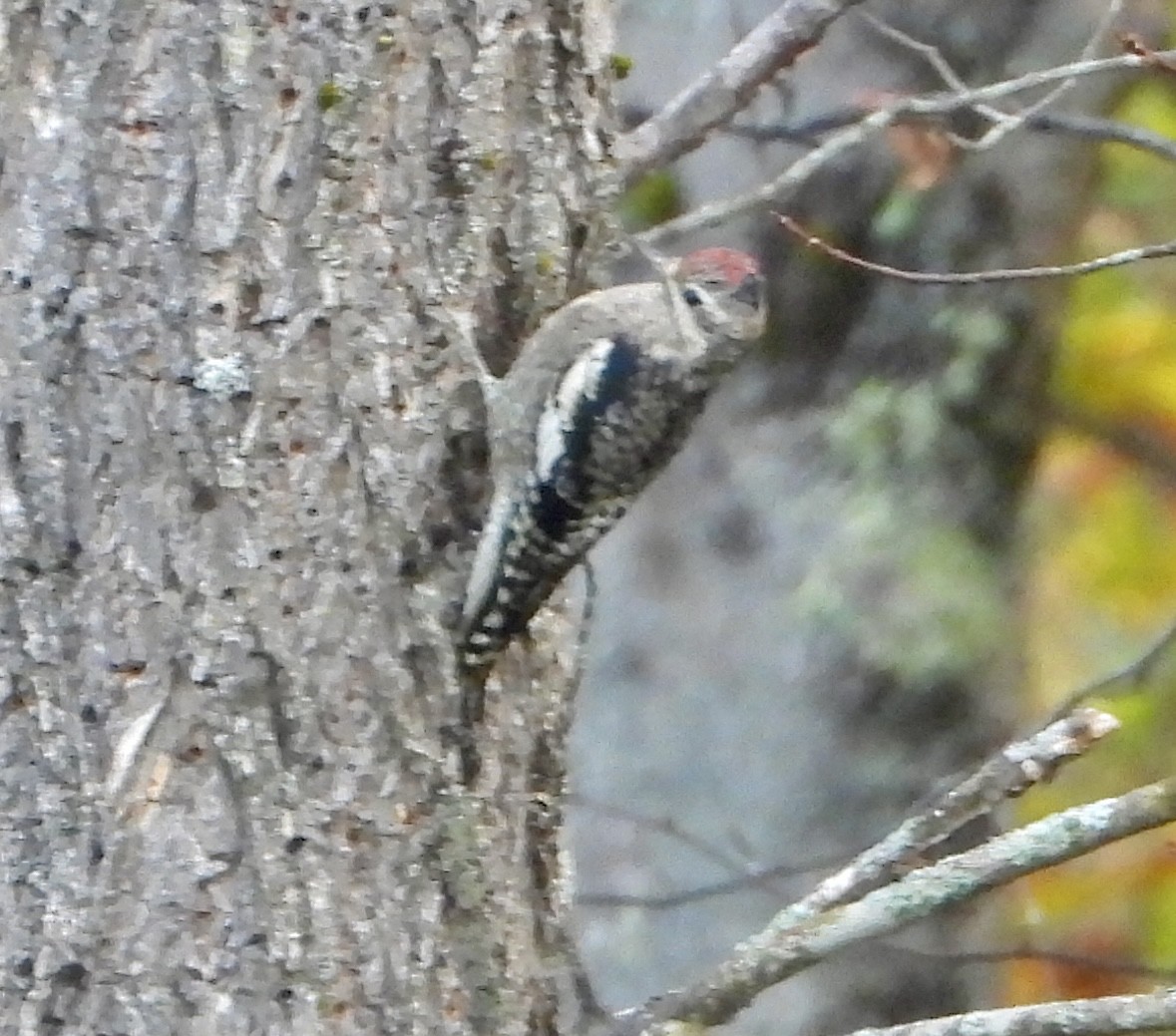 Yellow-bellied Sapsucker - ML643546176