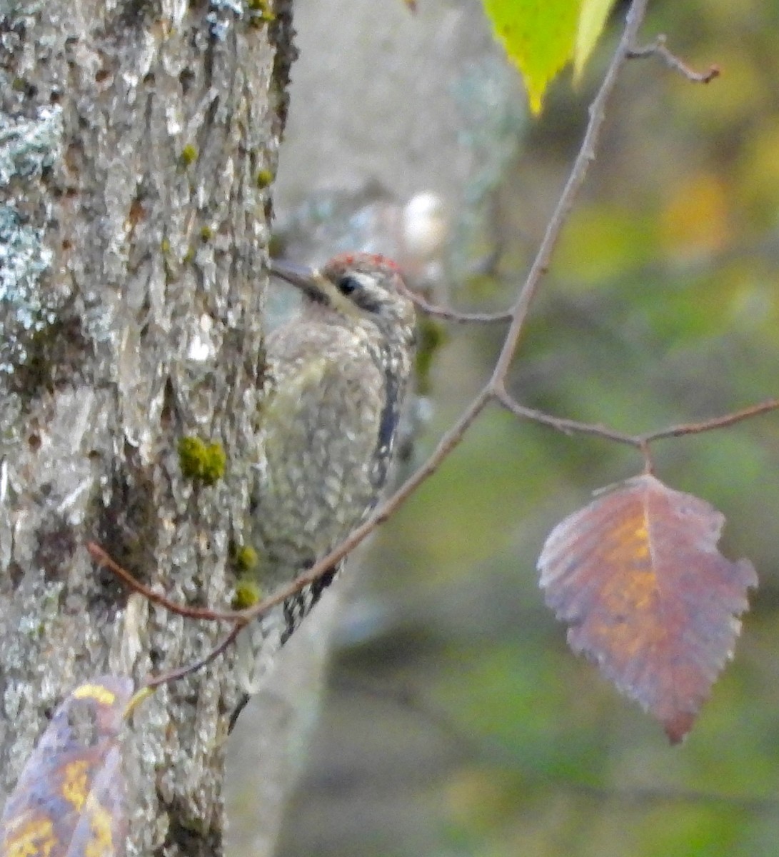 Yellow-bellied Sapsucker - ML643546177