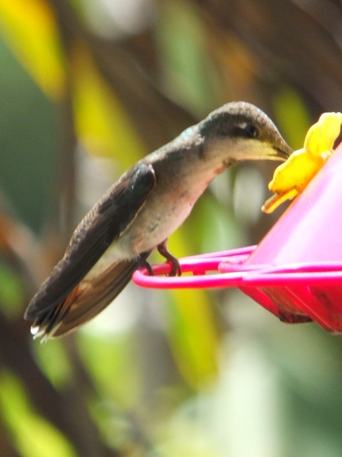Ruby-topaz Hummingbird - ML643546196