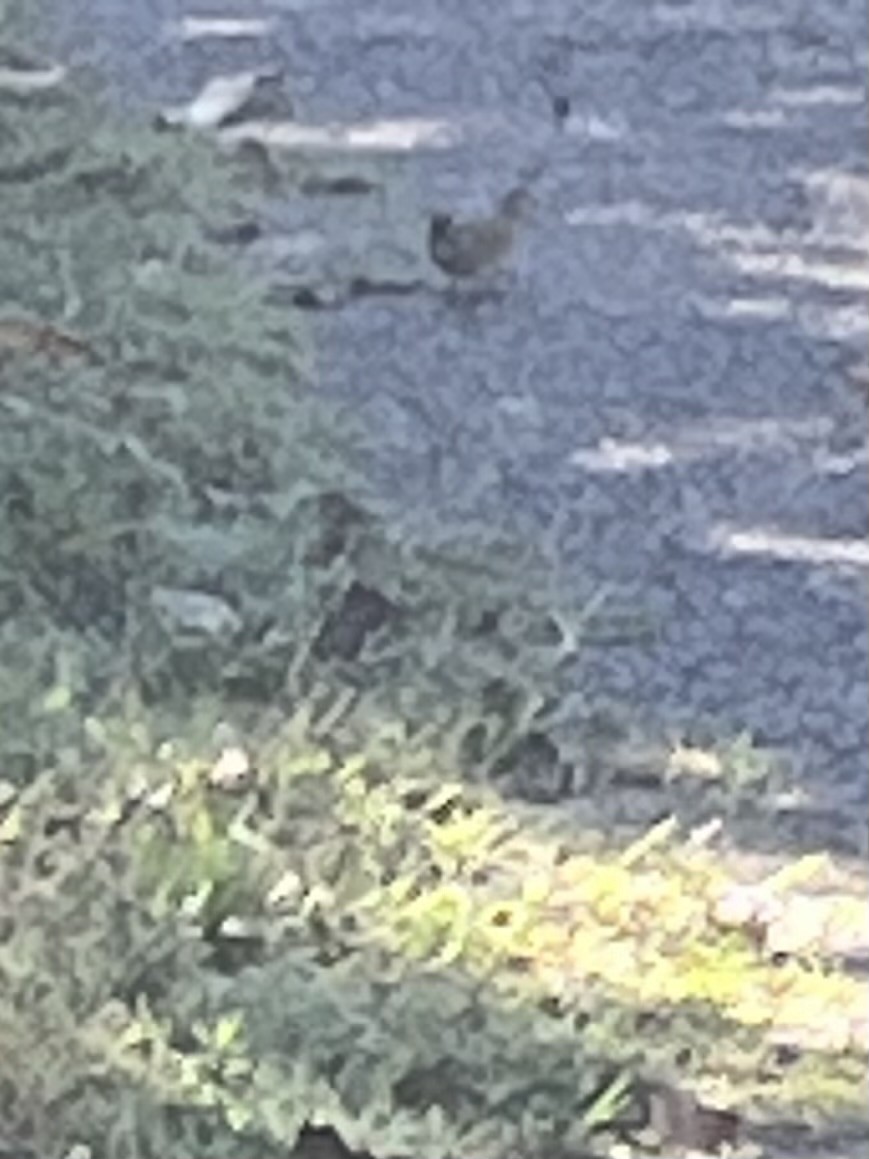 Song Sparrow - ML643546202