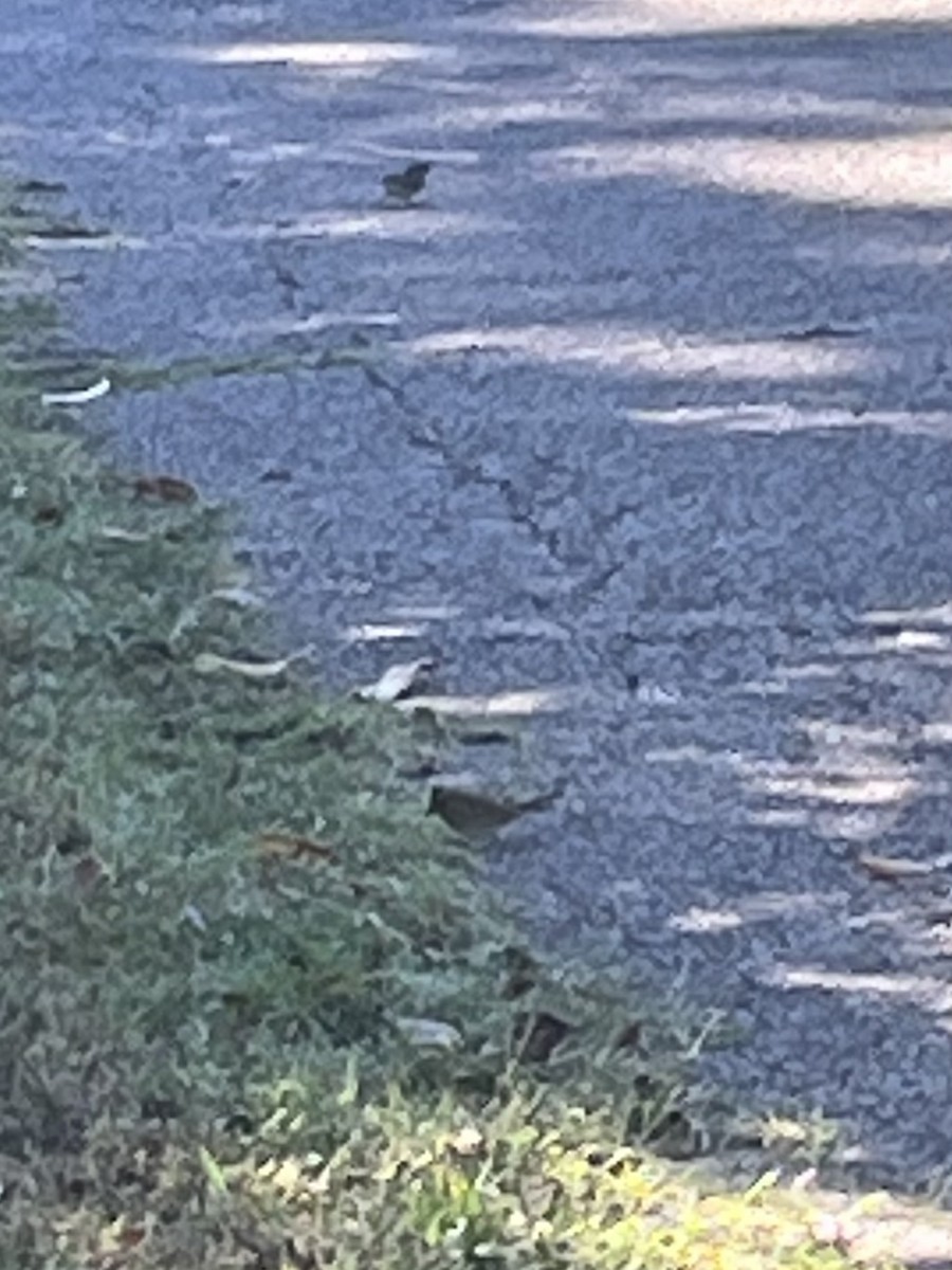 Song Sparrow - ML643546203