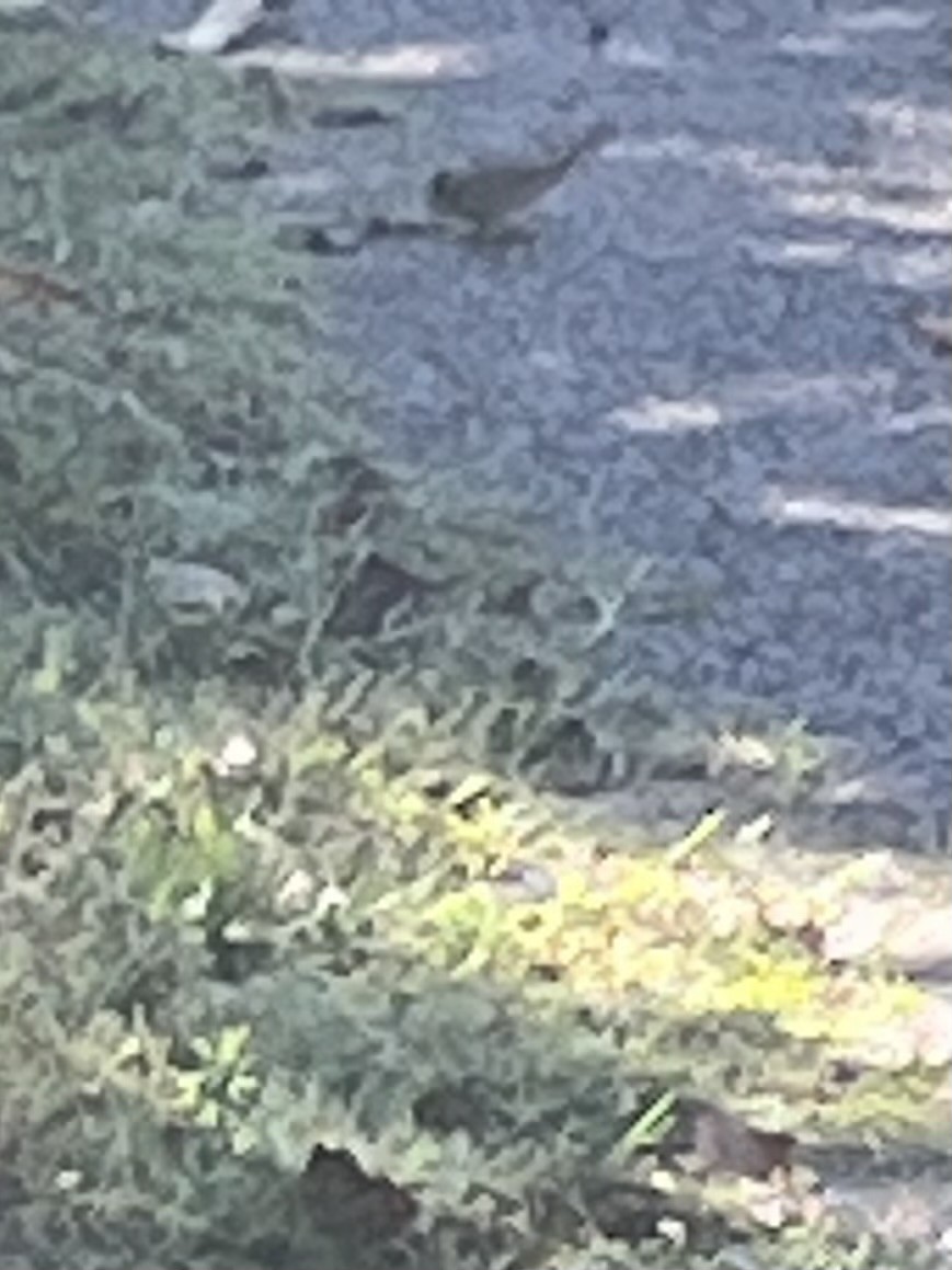 Song Sparrow - ML643546204