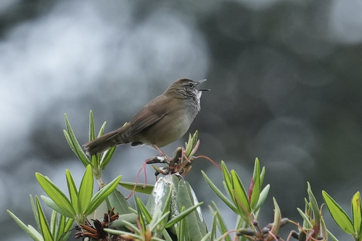 Spotted Bush Warbler - ML643546205