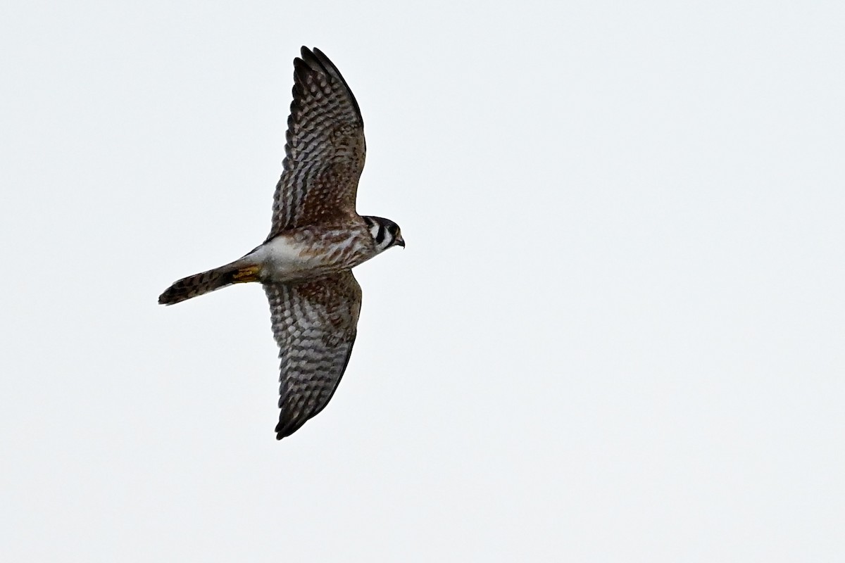 American Kestrel - ML643546206