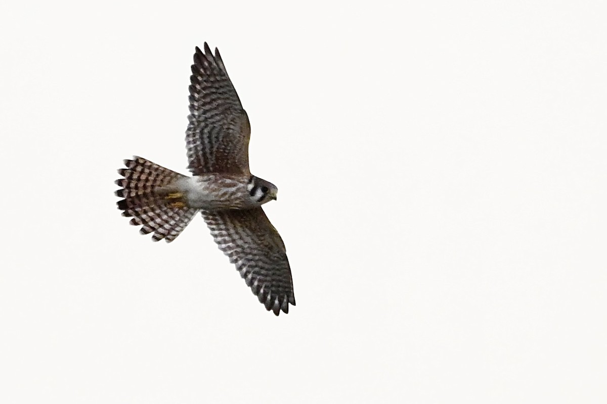 American Kestrel - ML643546207