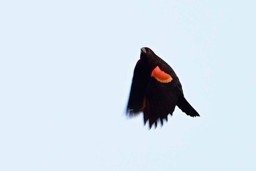 Red-winged Blackbird - ML643546222