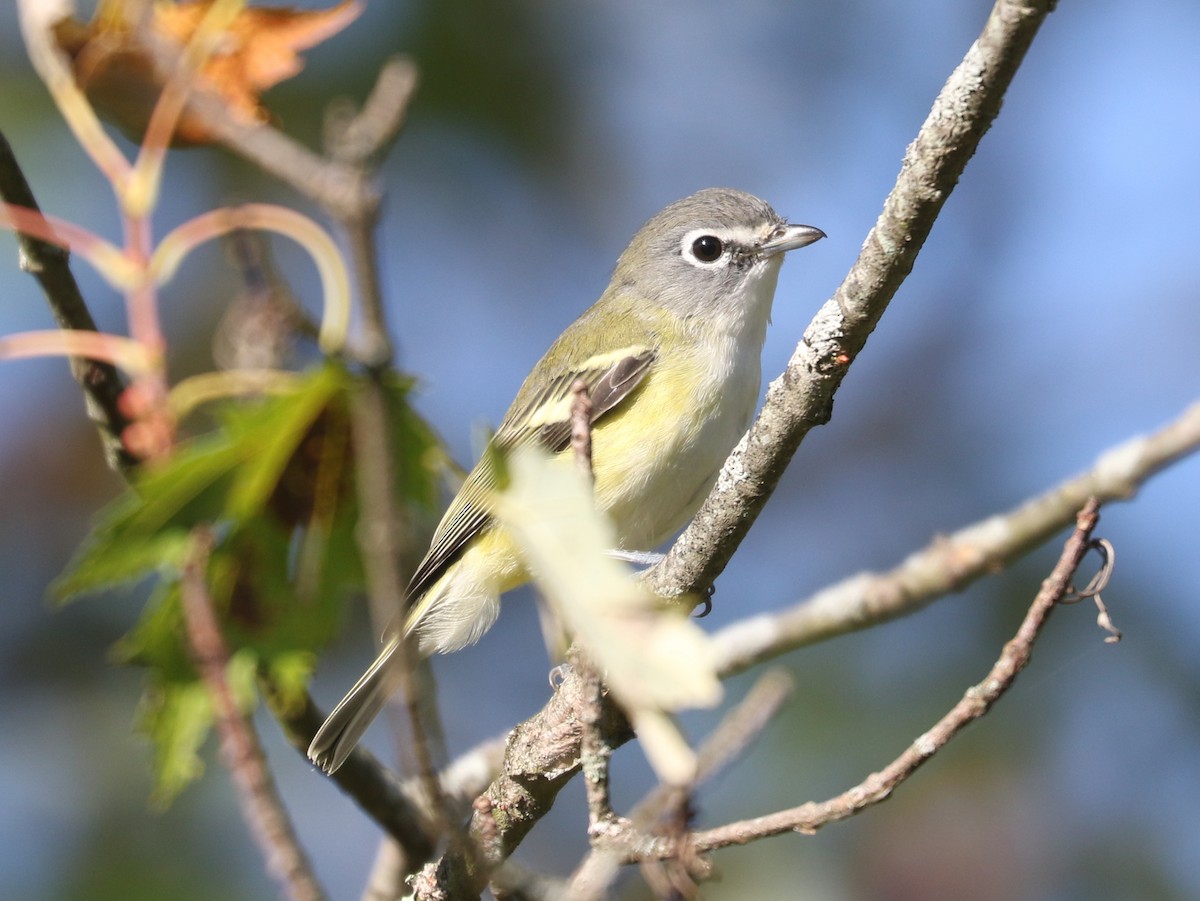 Blue-headed Vireo - ML643546240