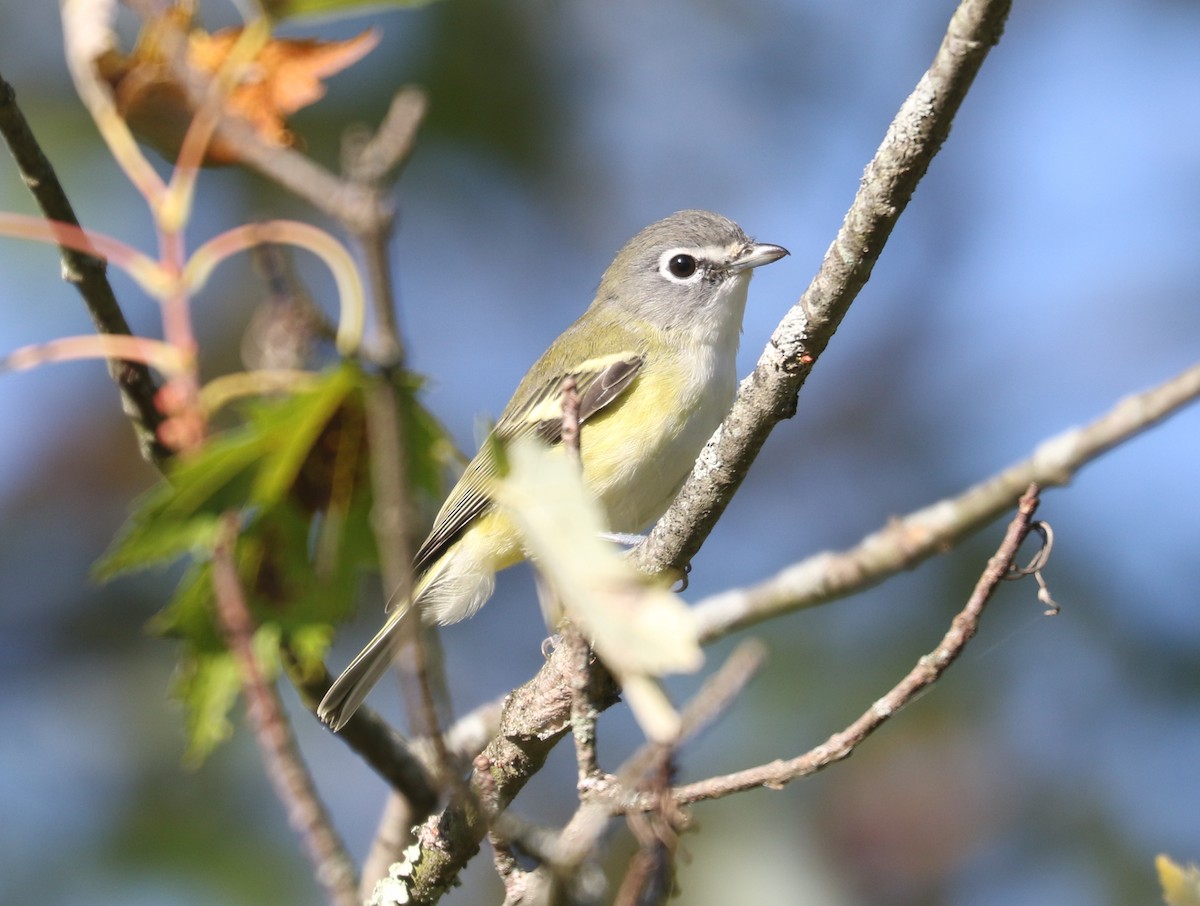 Blue-headed Vireo - ML643546241