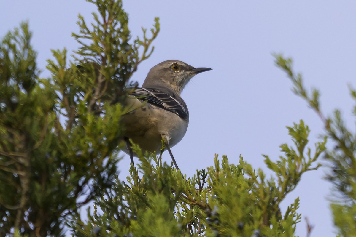 Northern Mockingbird - ML643546246
