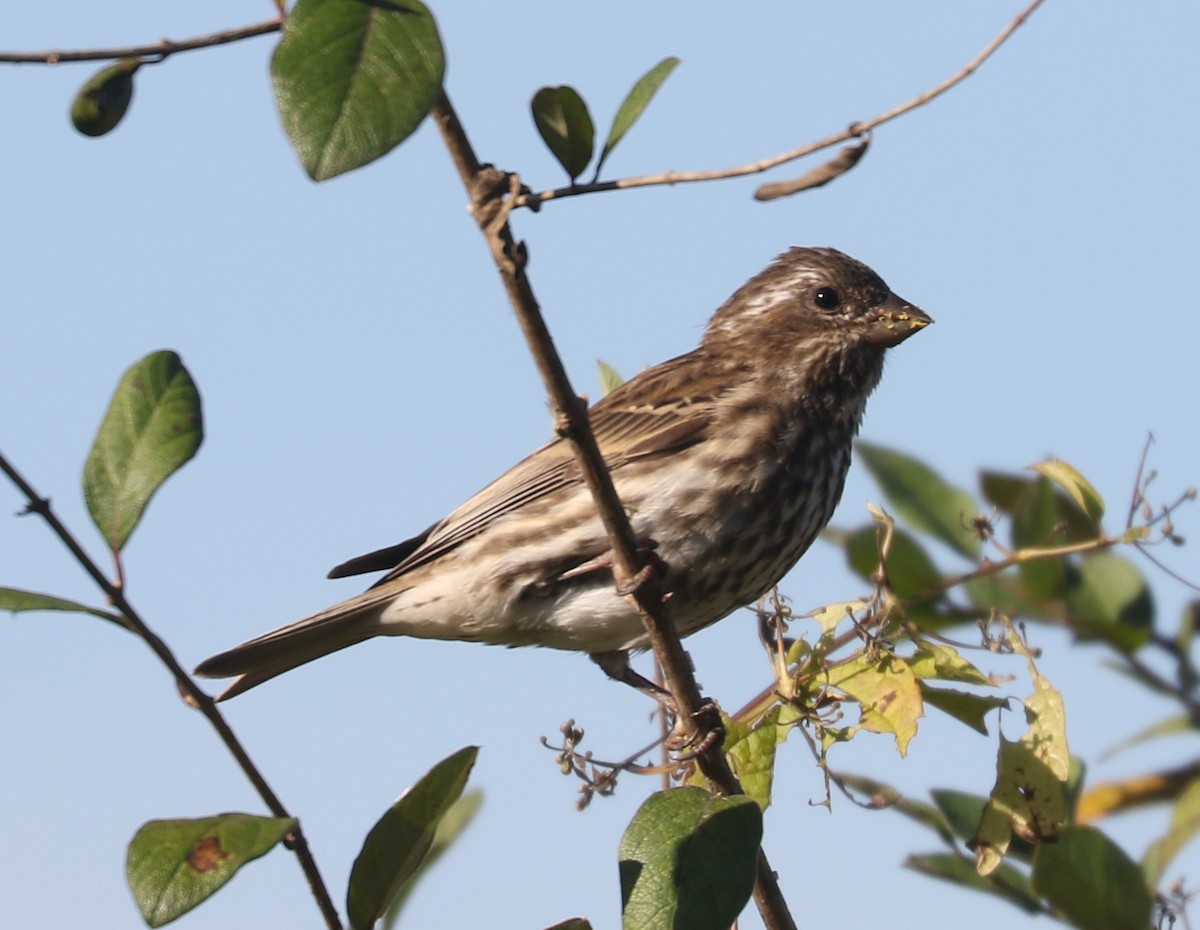 Purple Finch - ML643546247