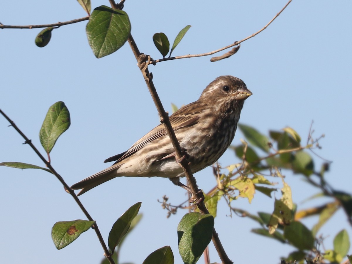 Purple Finch - ML643546248