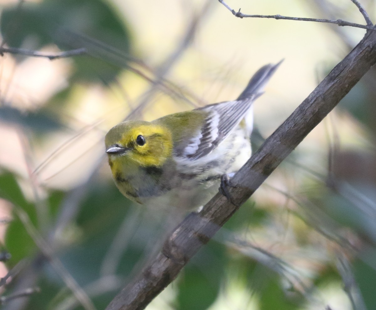 Black-throated Green Warbler - ML643546249