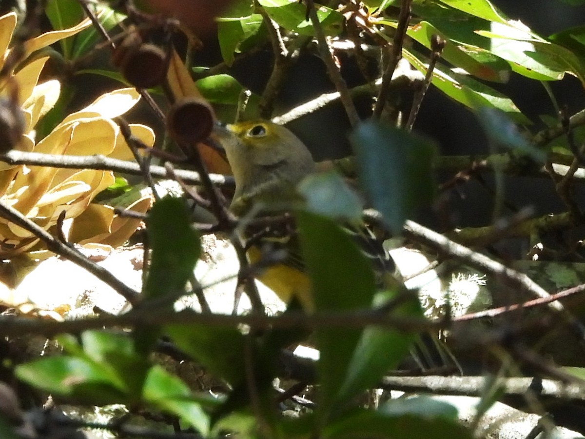 White-eyed Vireo - ML643546250