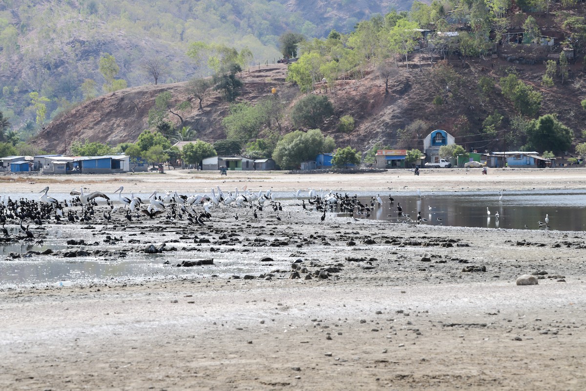 Little Pied Cormorant - ML643546251