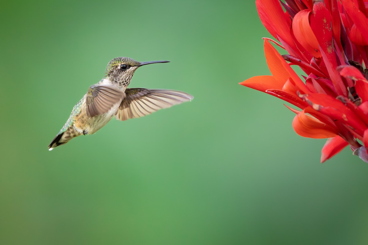 Ruby-throated Hummingbird - ML643546252