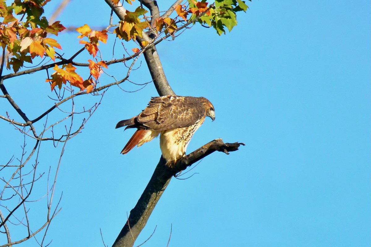 Red-tailed Hawk - ML643546253