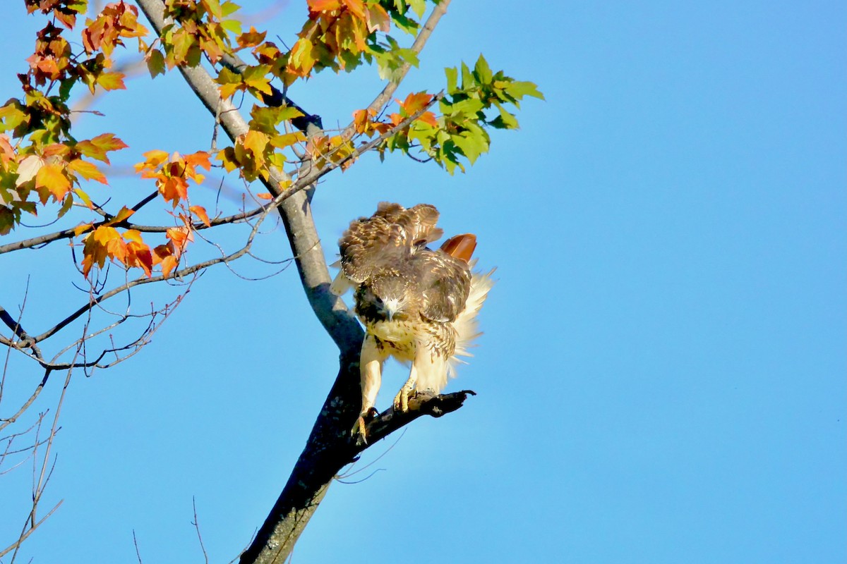 Red-tailed Hawk - ML643546254