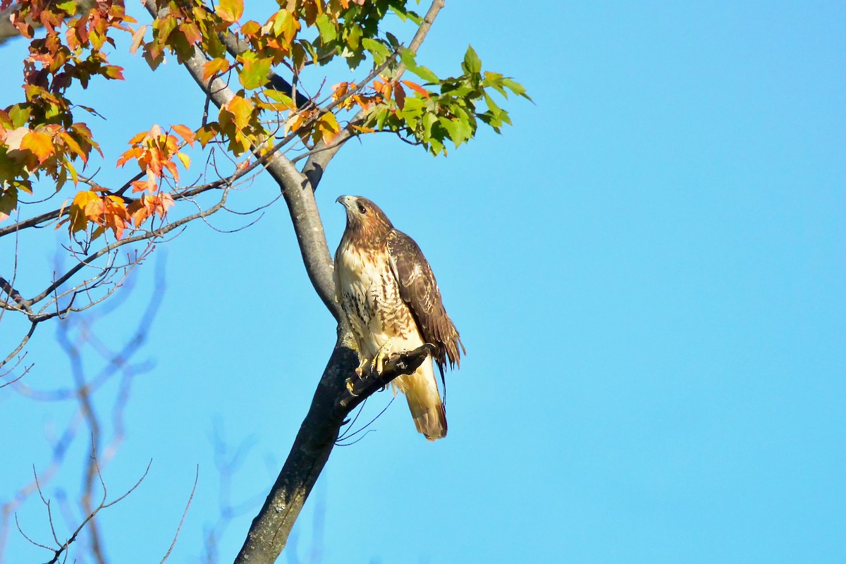 Red-tailed Hawk - ML643546255