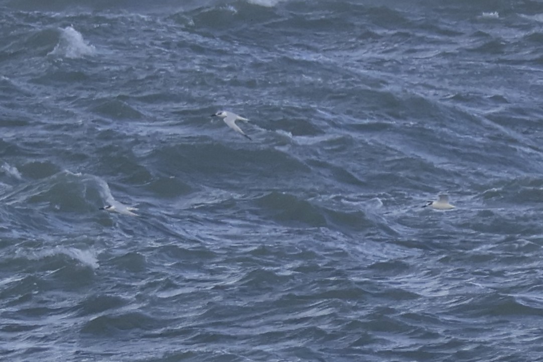 Sandwich Tern - ML643546256