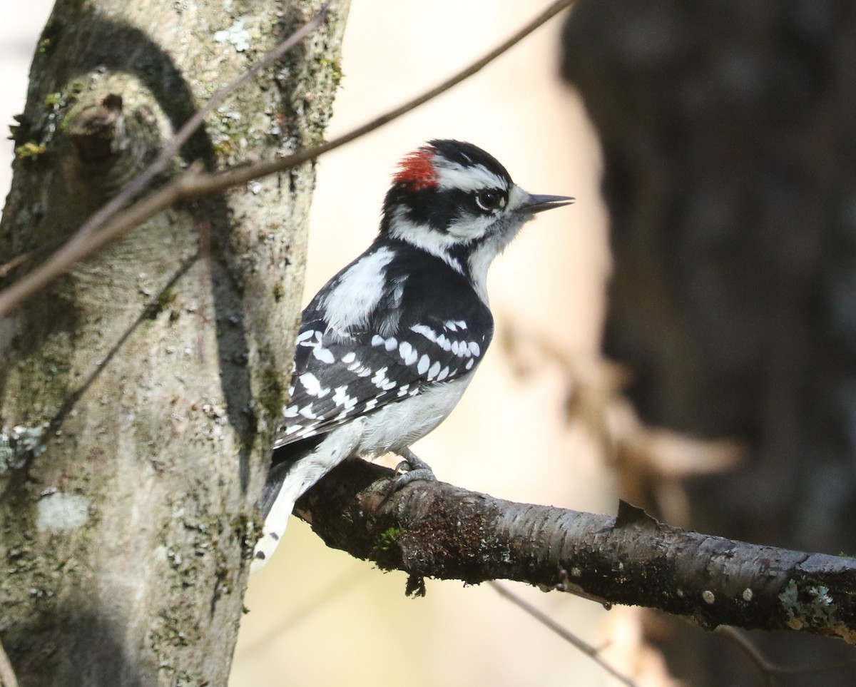Downy Woodpecker - ML643546257