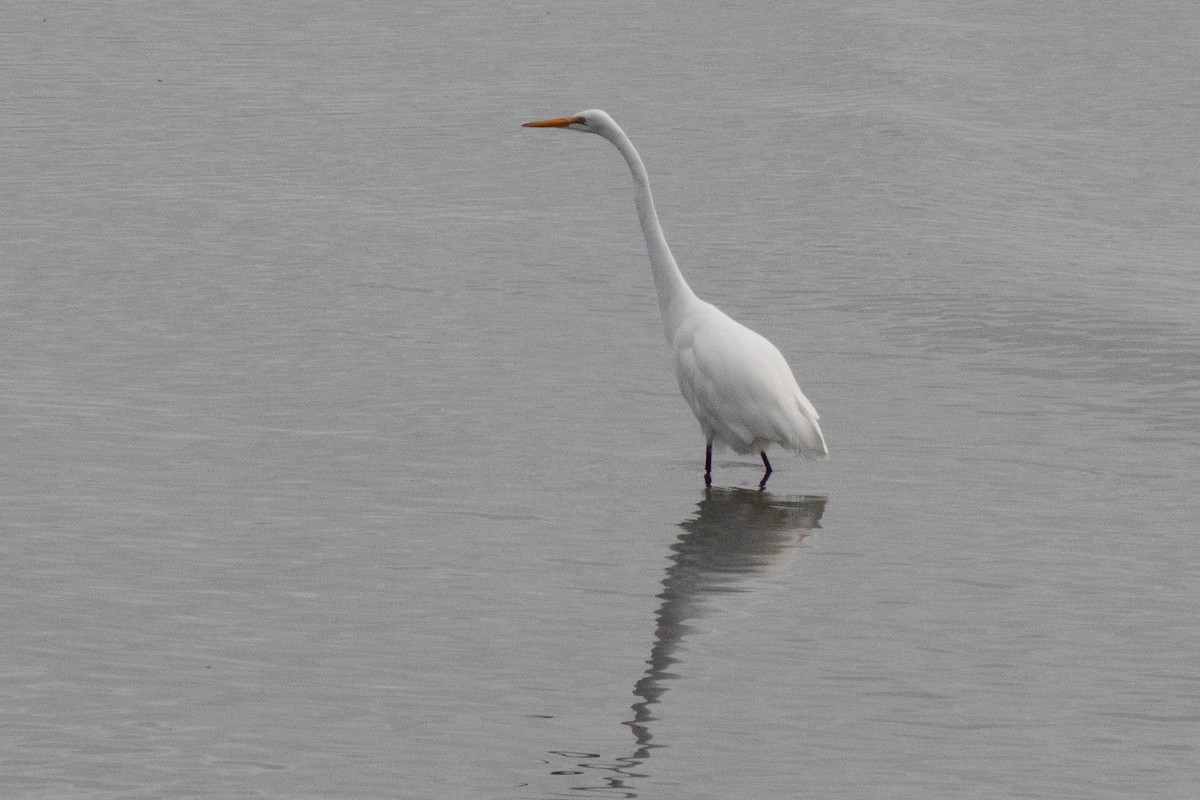 Great Egret - ML643546261