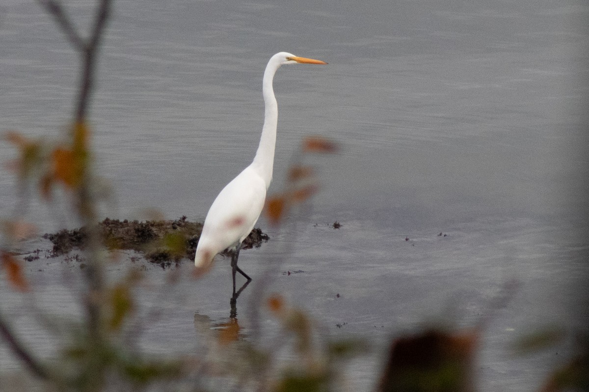 Great Egret - ML643546262