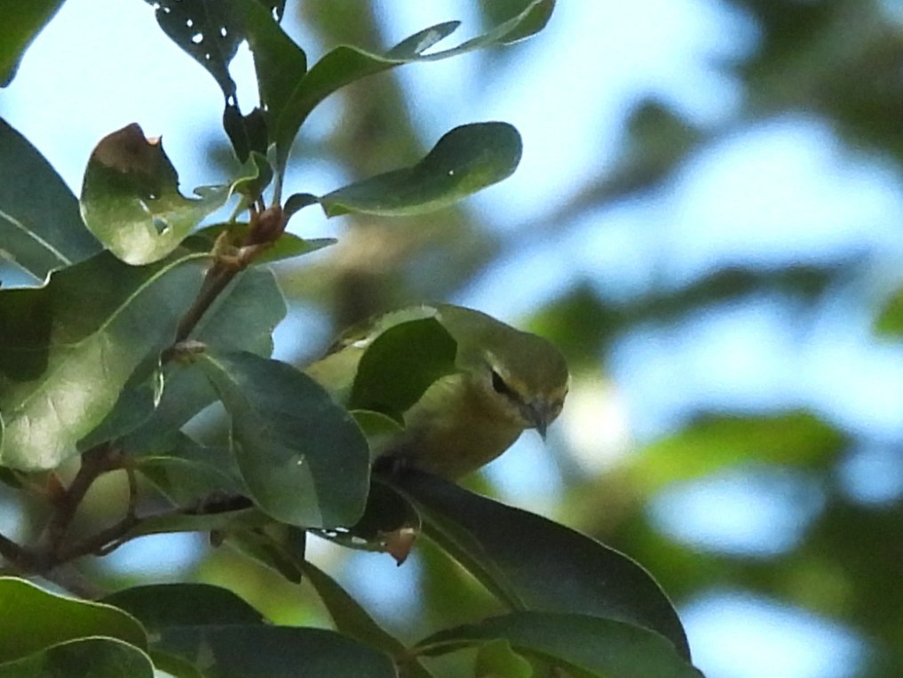 Philadelphia Vireo - ML643546263
