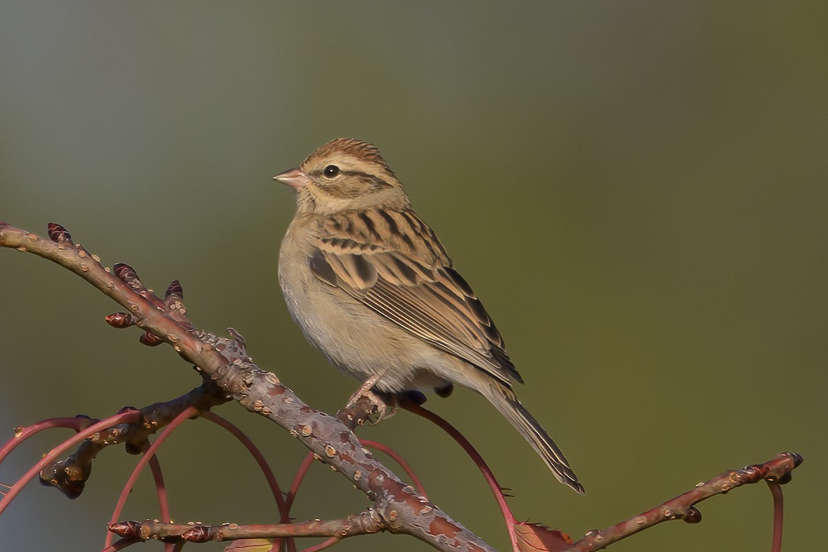 Chipping Sparrow - ML643546264