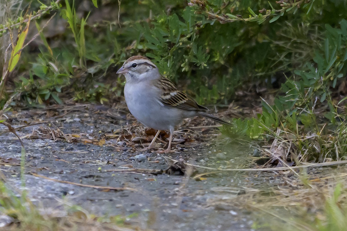 Chipping Sparrow - ML643546267
