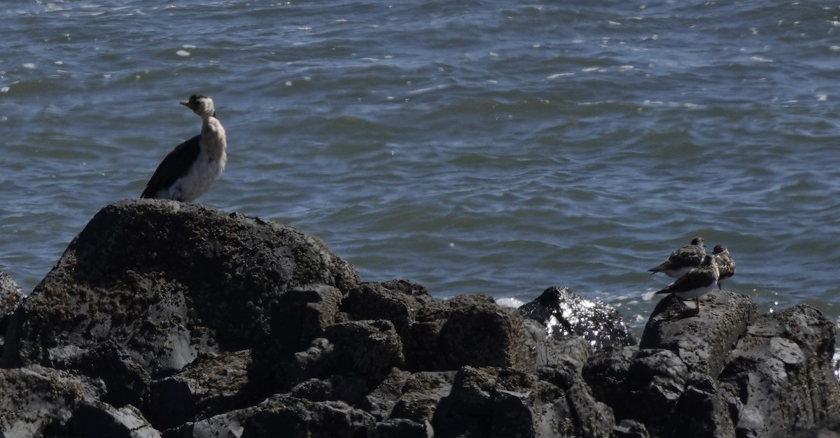 Ruddy Turnstone - ML643546268