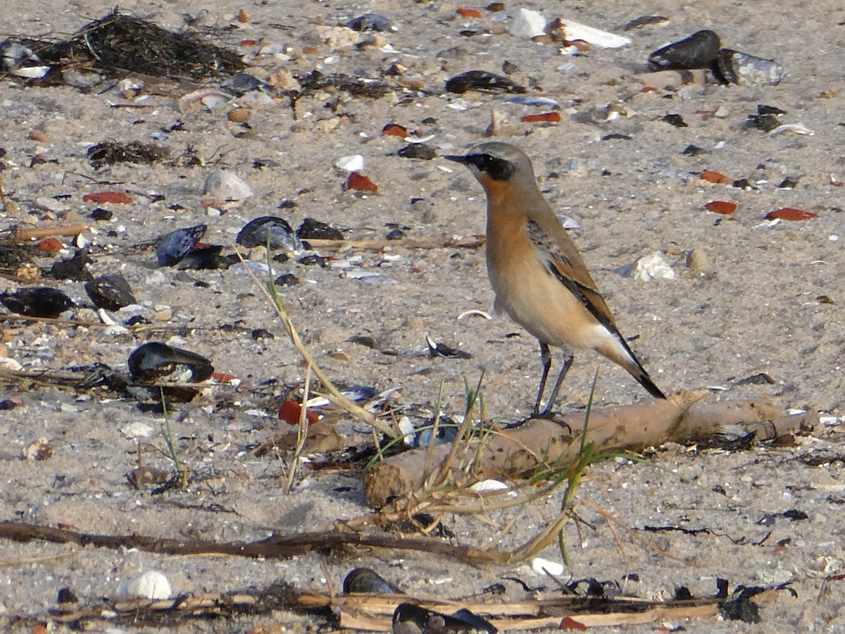 Northern Wheatear - ML643546269