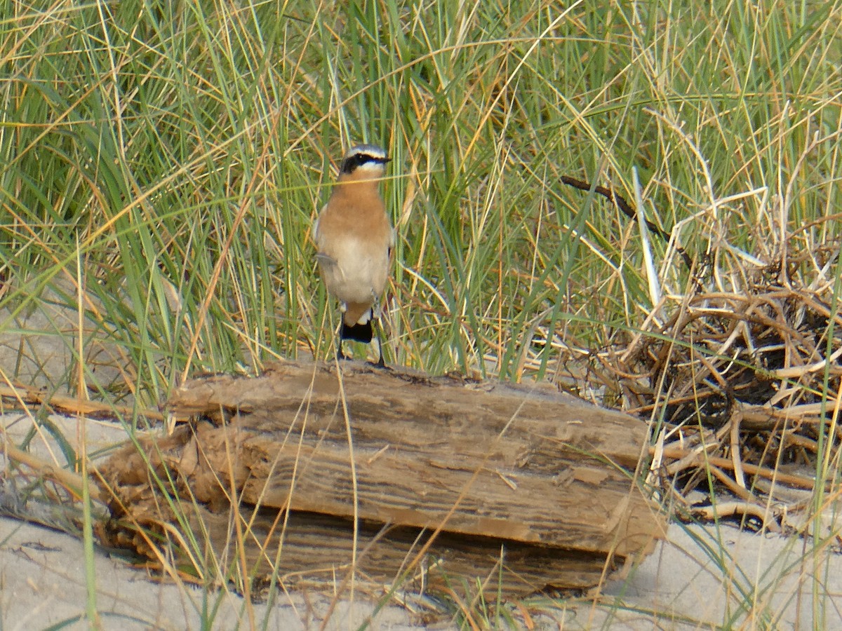 Northern Wheatear - ML643546270