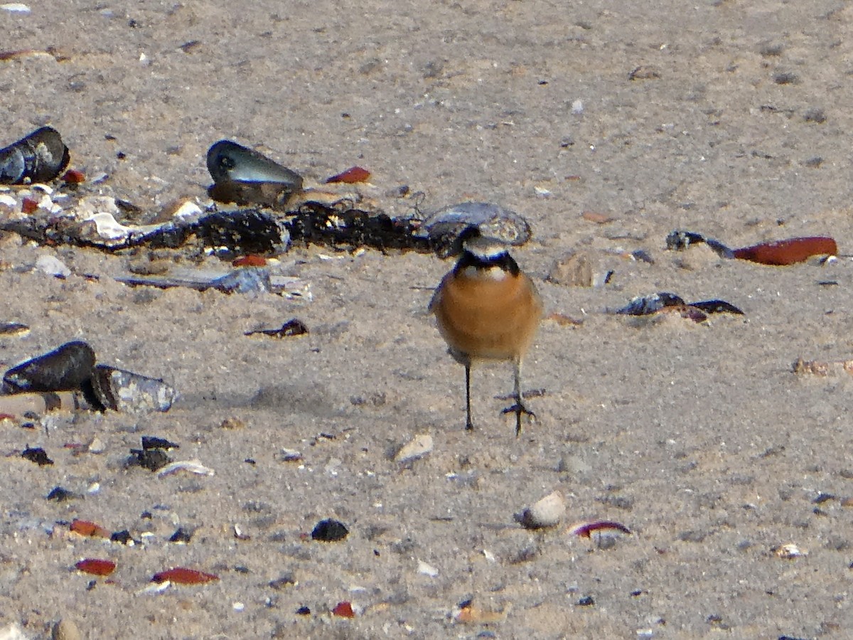 Northern Wheatear - ML643546271