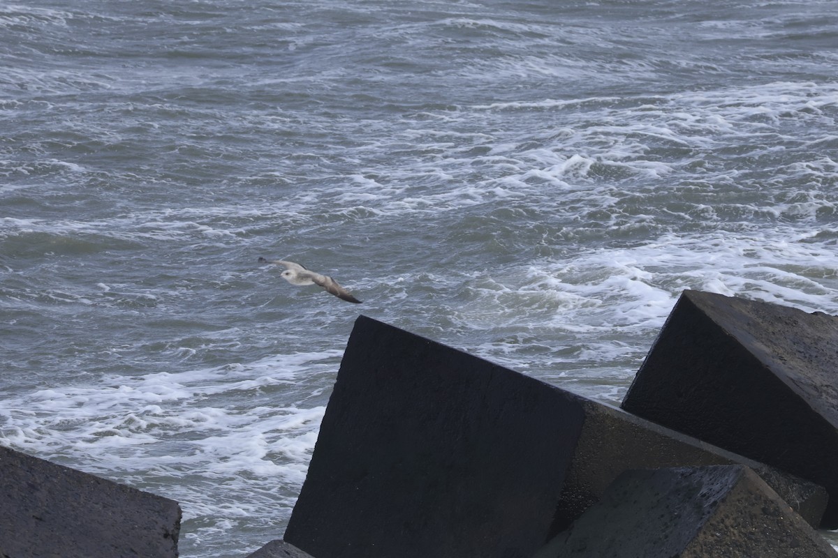 European Herring Gull - ML643546272