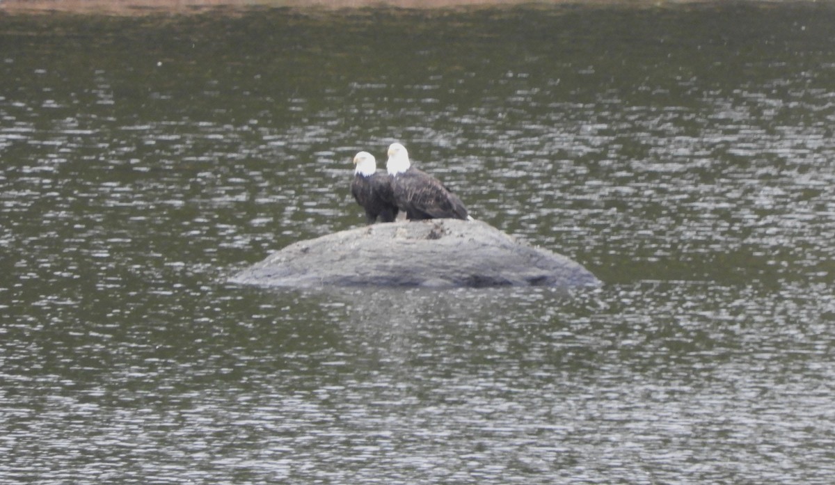 Bald Eagle - ML643546273