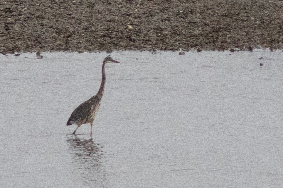 Great Blue Heron - ML643546279