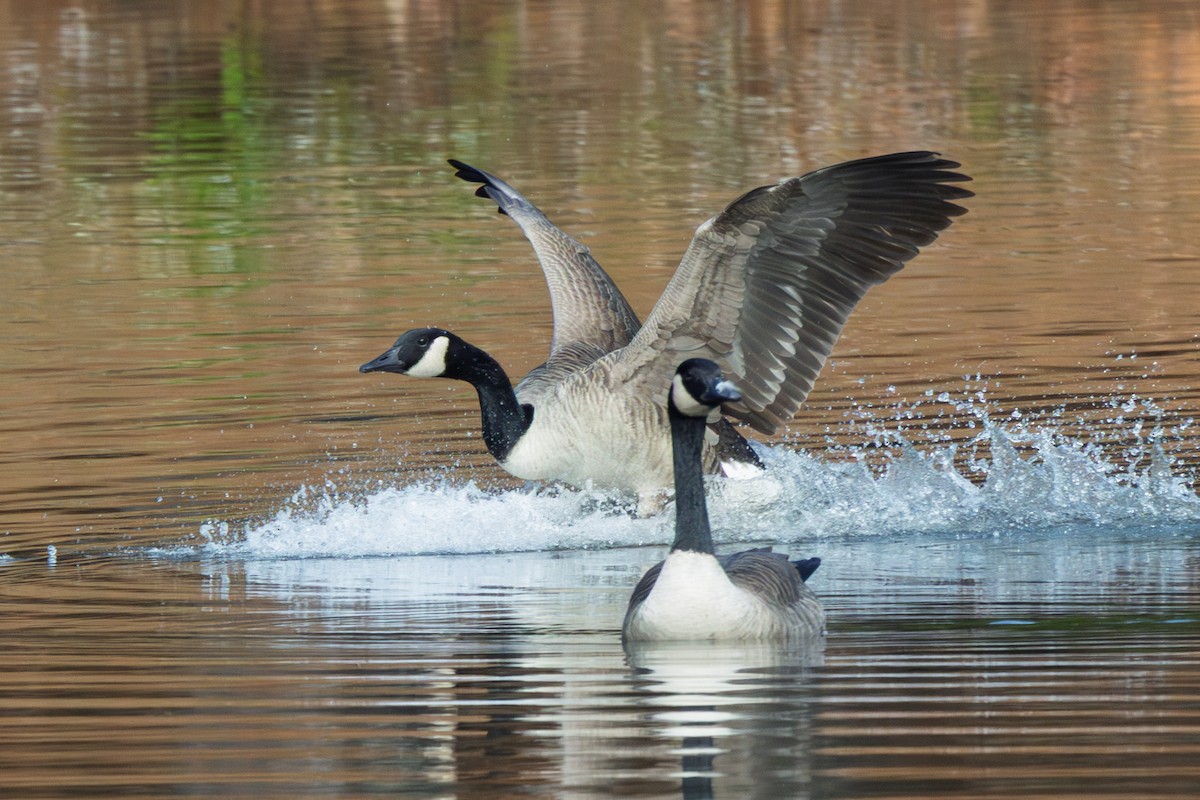 Канад галуу - ML643546283
