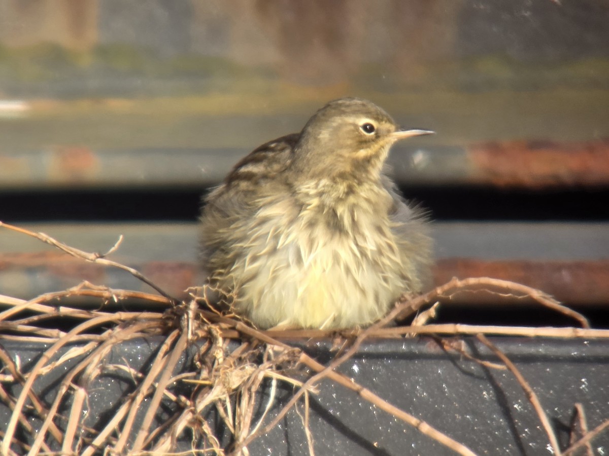 Rock Pipit - ML643546291