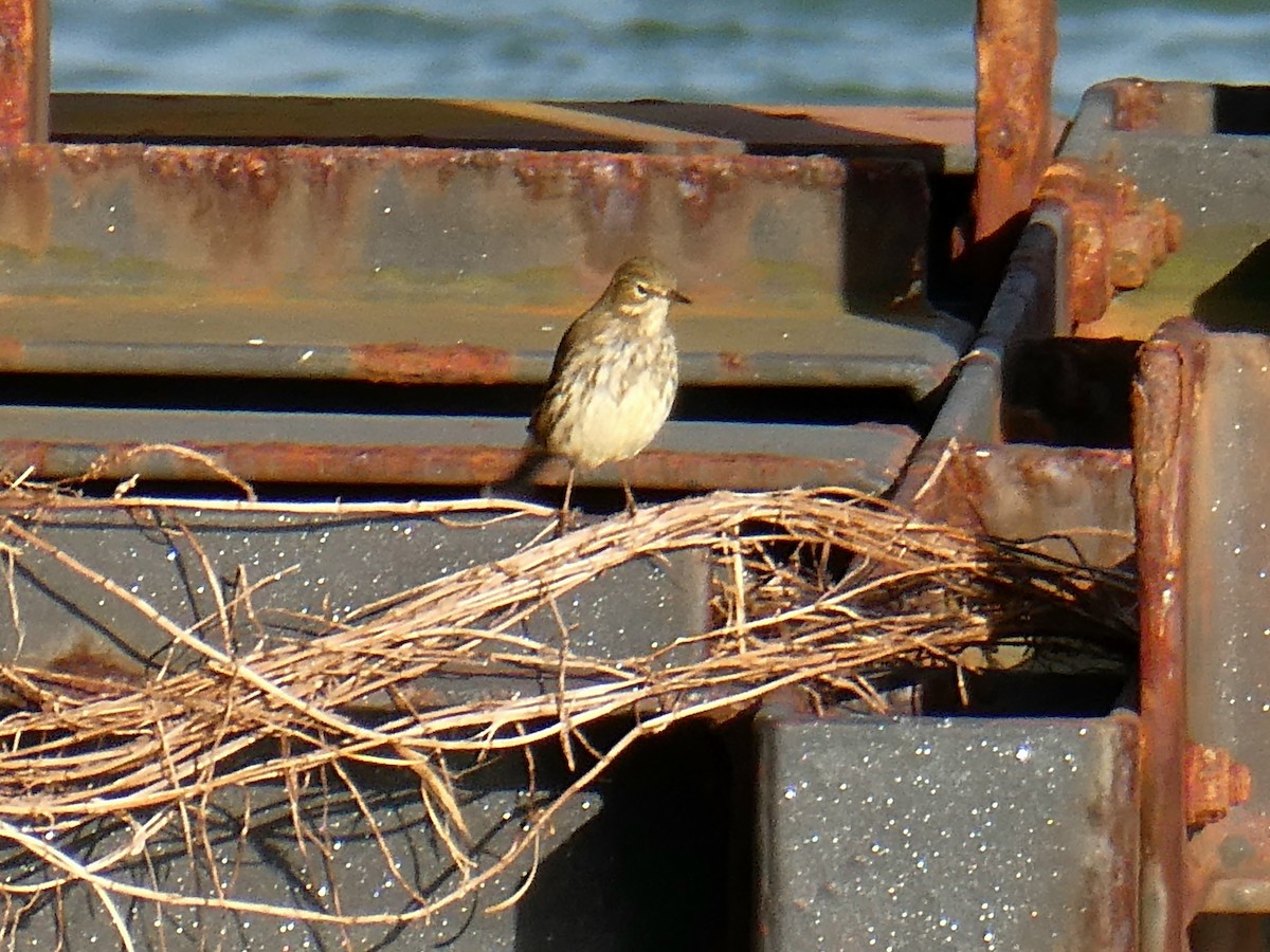 Rock Pipit - ML643546292