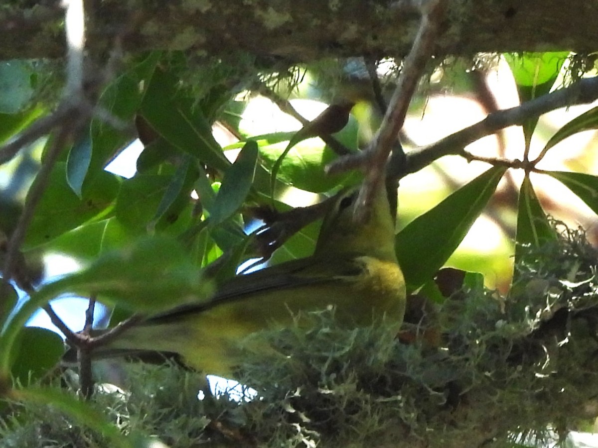 møllparula - ML643546293