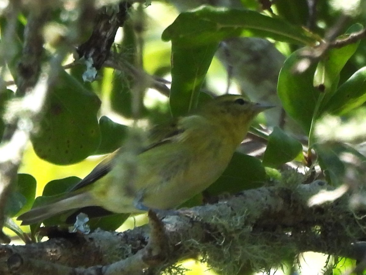 møllparula - ML643546295