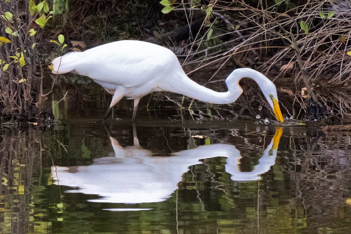 Цасч дэглий - ML643546310