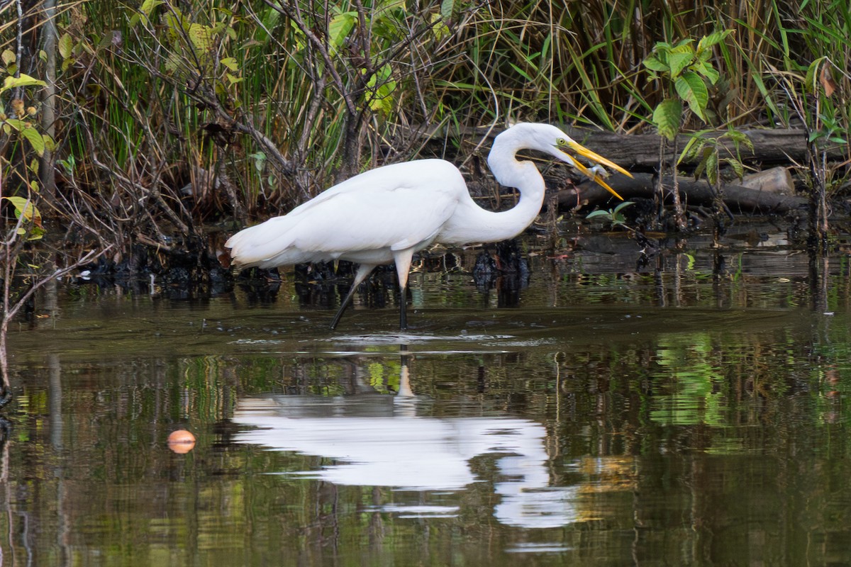 Цасч дэглий - ML643546311
