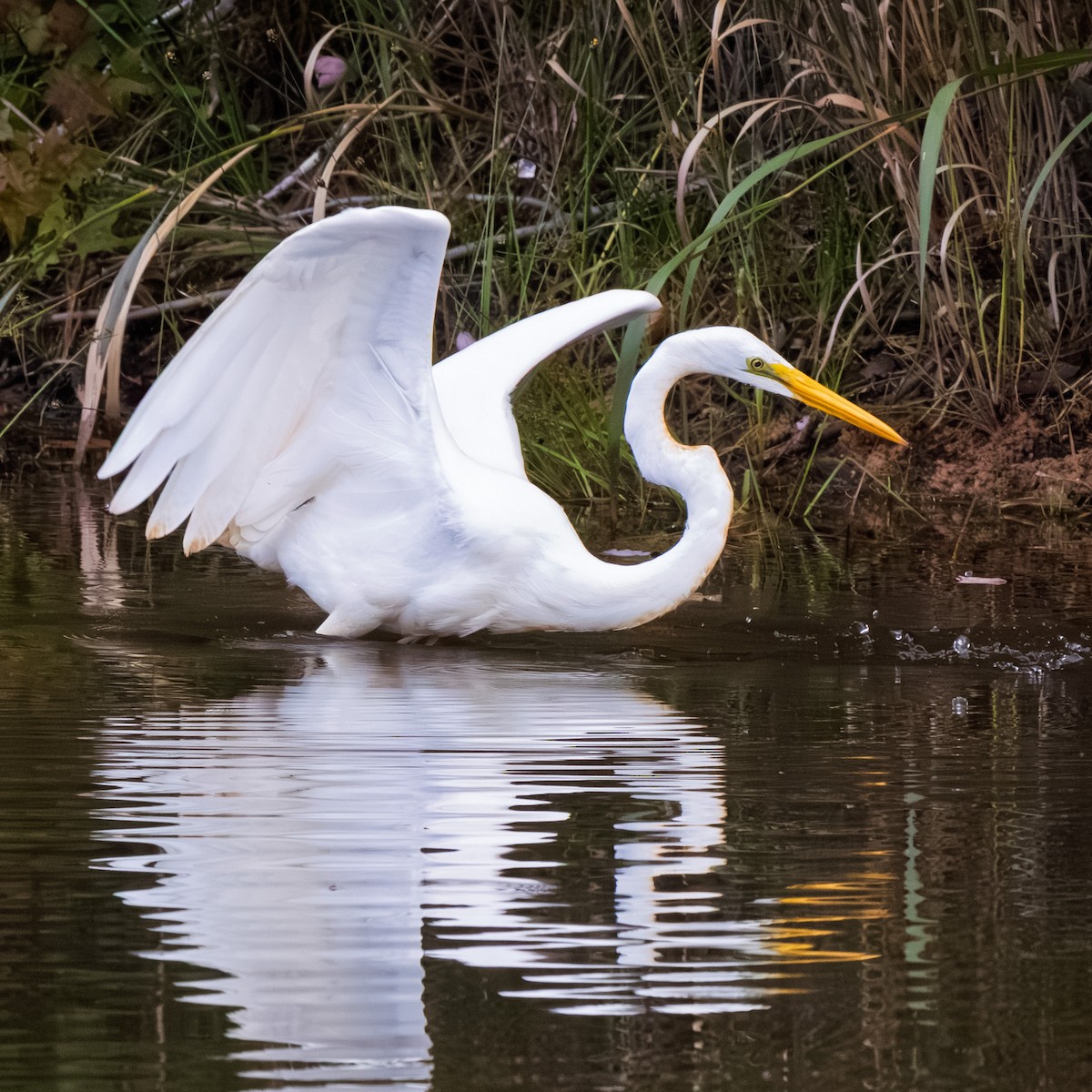 Цасч дэглий - ML643546312