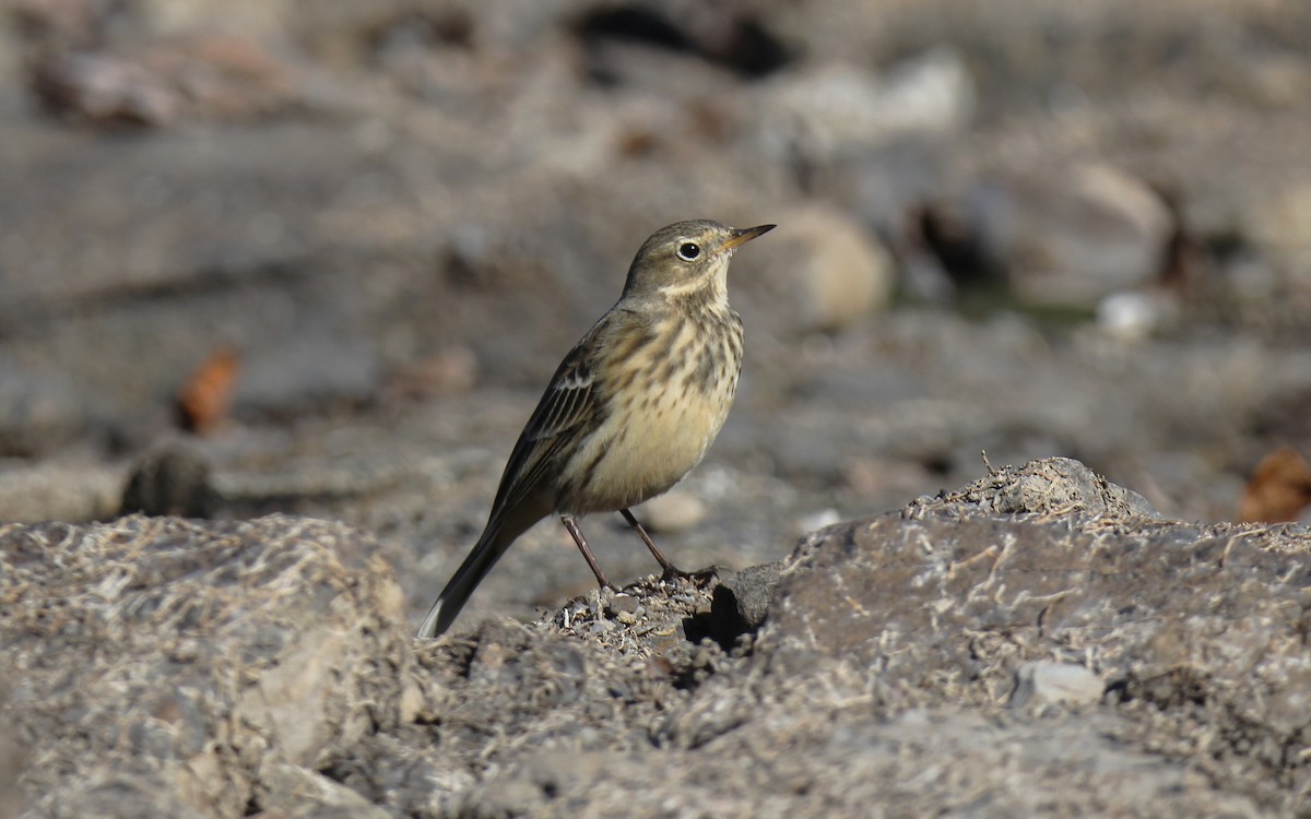 American Pipit - ML643546336