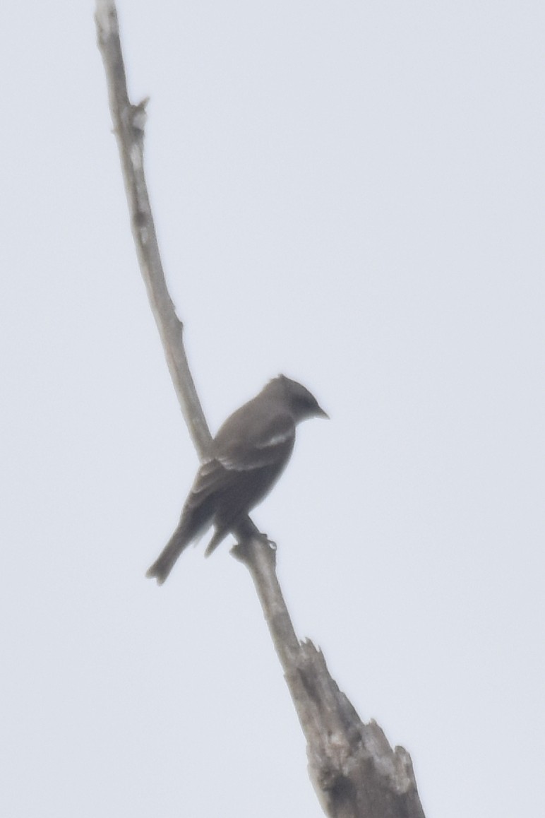 Yellow-throated Sparrow - ML643546337