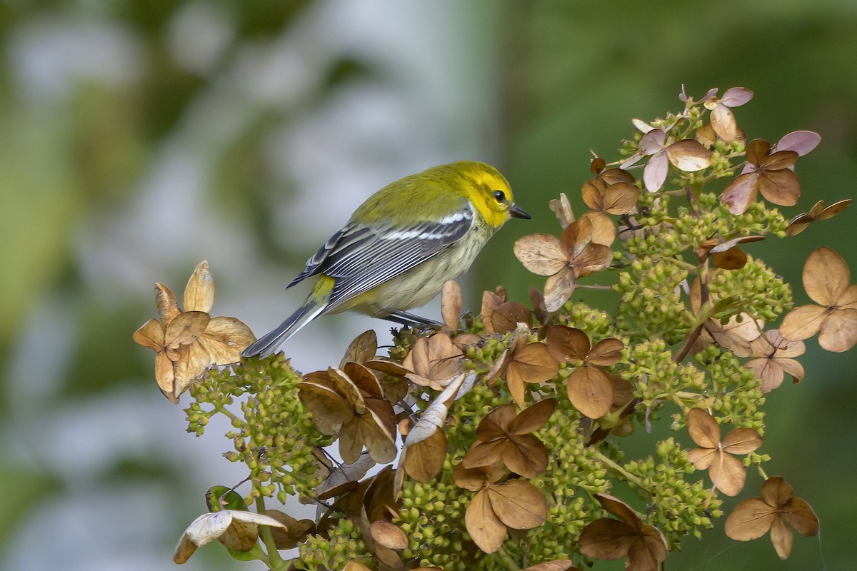 Black-throated Green Warbler - ML643546340