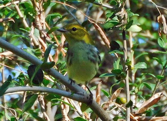 Black-throated Green Warbler - ML643546342